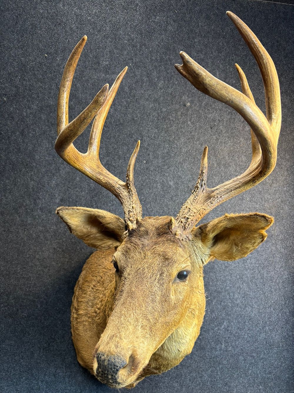 Lot 337: Vintage White Tail Deer Buck Stag Mount Taxidermy