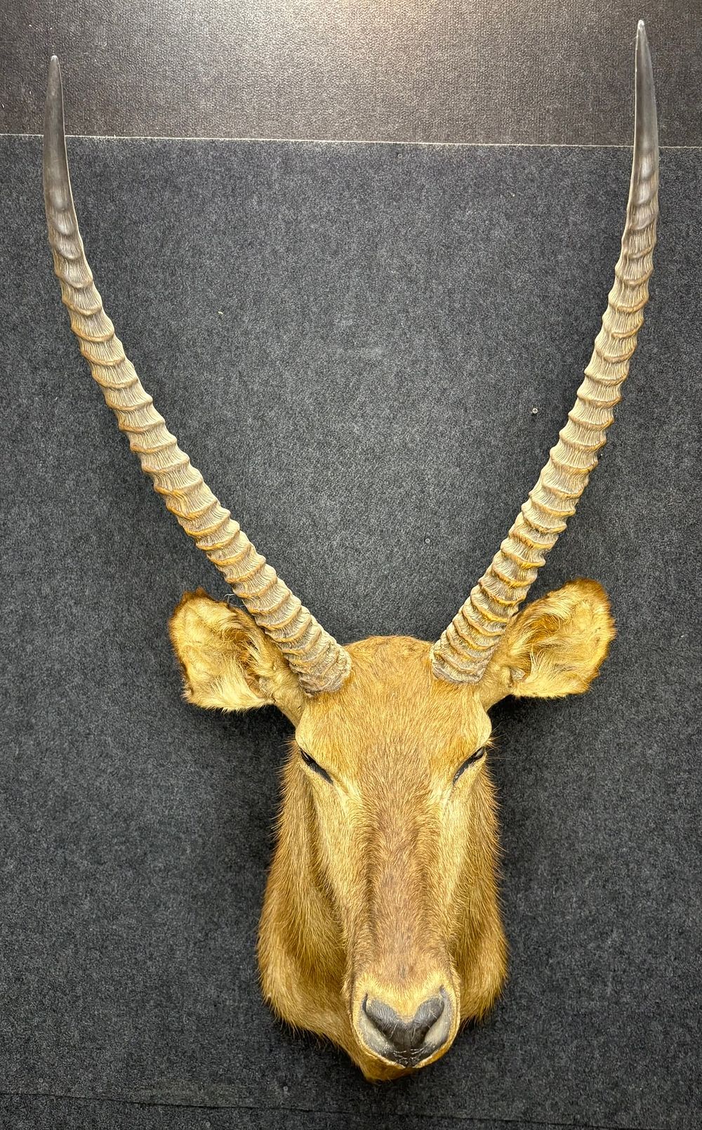 Lot 347: African Southern Reedbuck Taxidermy Shoulder Mount