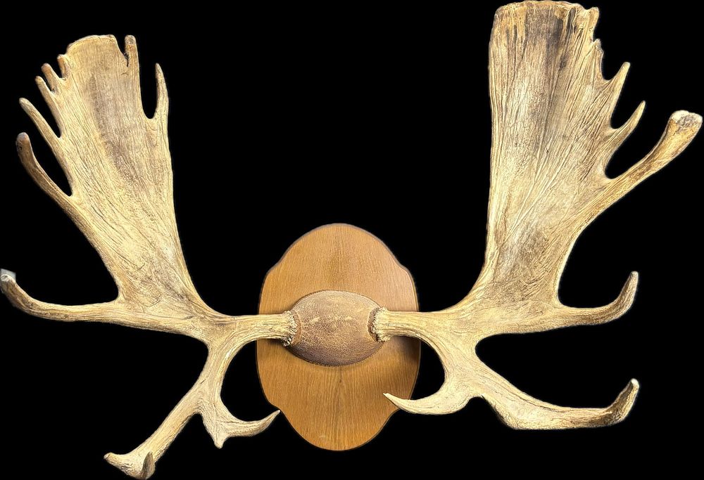 Lot 348: Alaskan Moose Antler Large Rack Mount Taxidermy