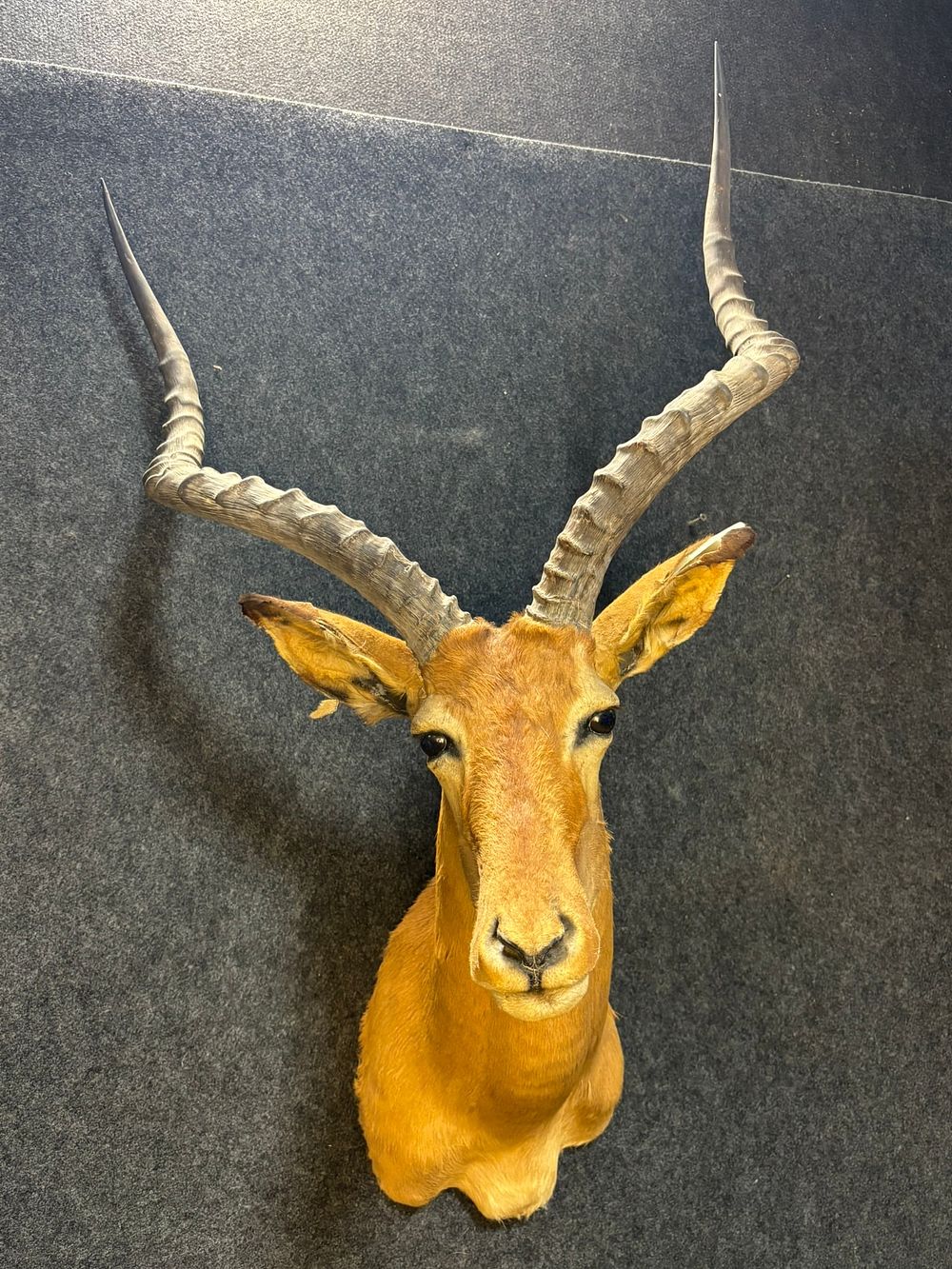 Lot 349: African Impala Shoulder Mount Taxidermy