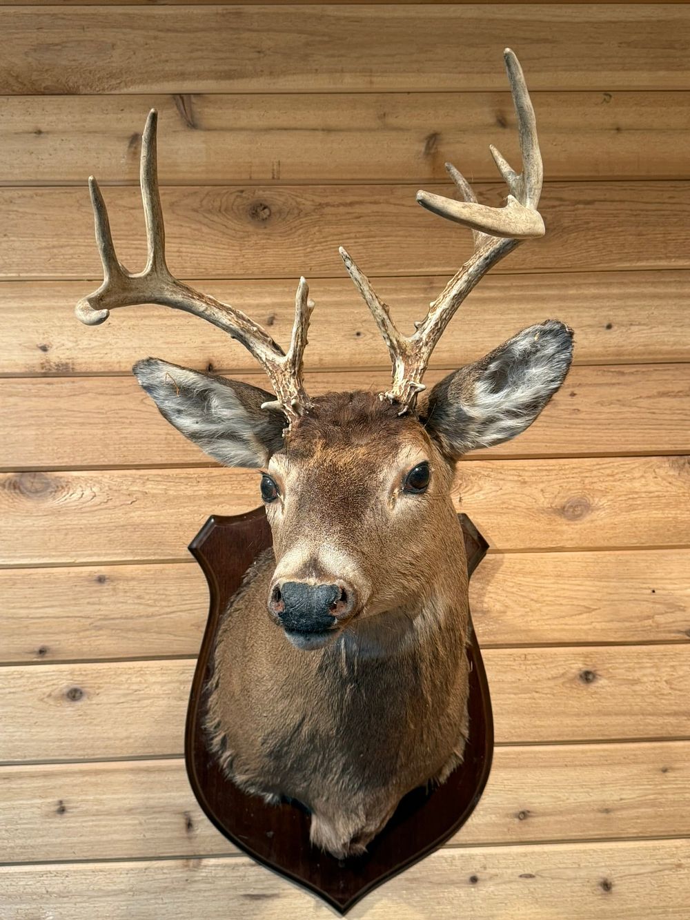 Lot 392: Whitetail Buck 9 Point Taxidermy Mount On Wood