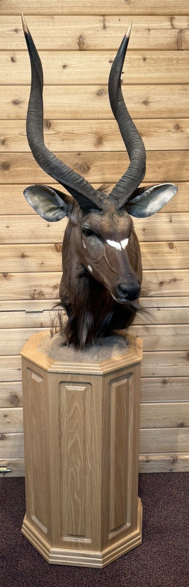 Lot 393: Kudu Antelope Taxidermy Shoulder Pedestal Mount