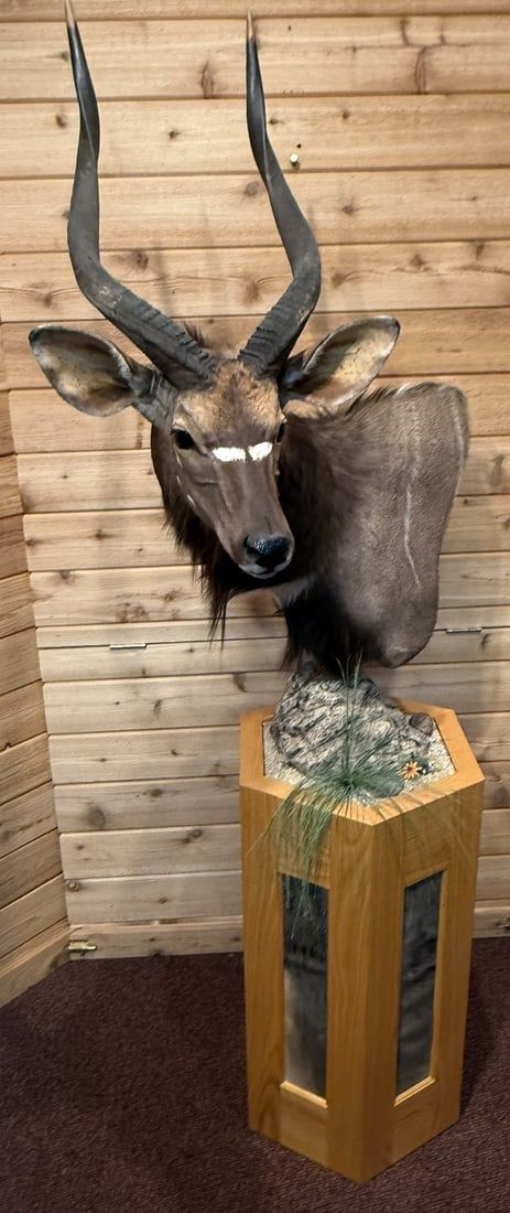 Lot 394: Kudu Antelope Taxidermy Shoulder Pedestal Mount