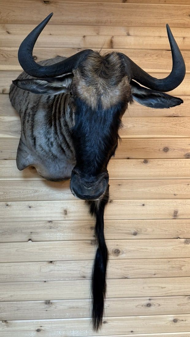 Lot 395: Wildebeast Taxidermy Shoulder Head Mount w/ Tail