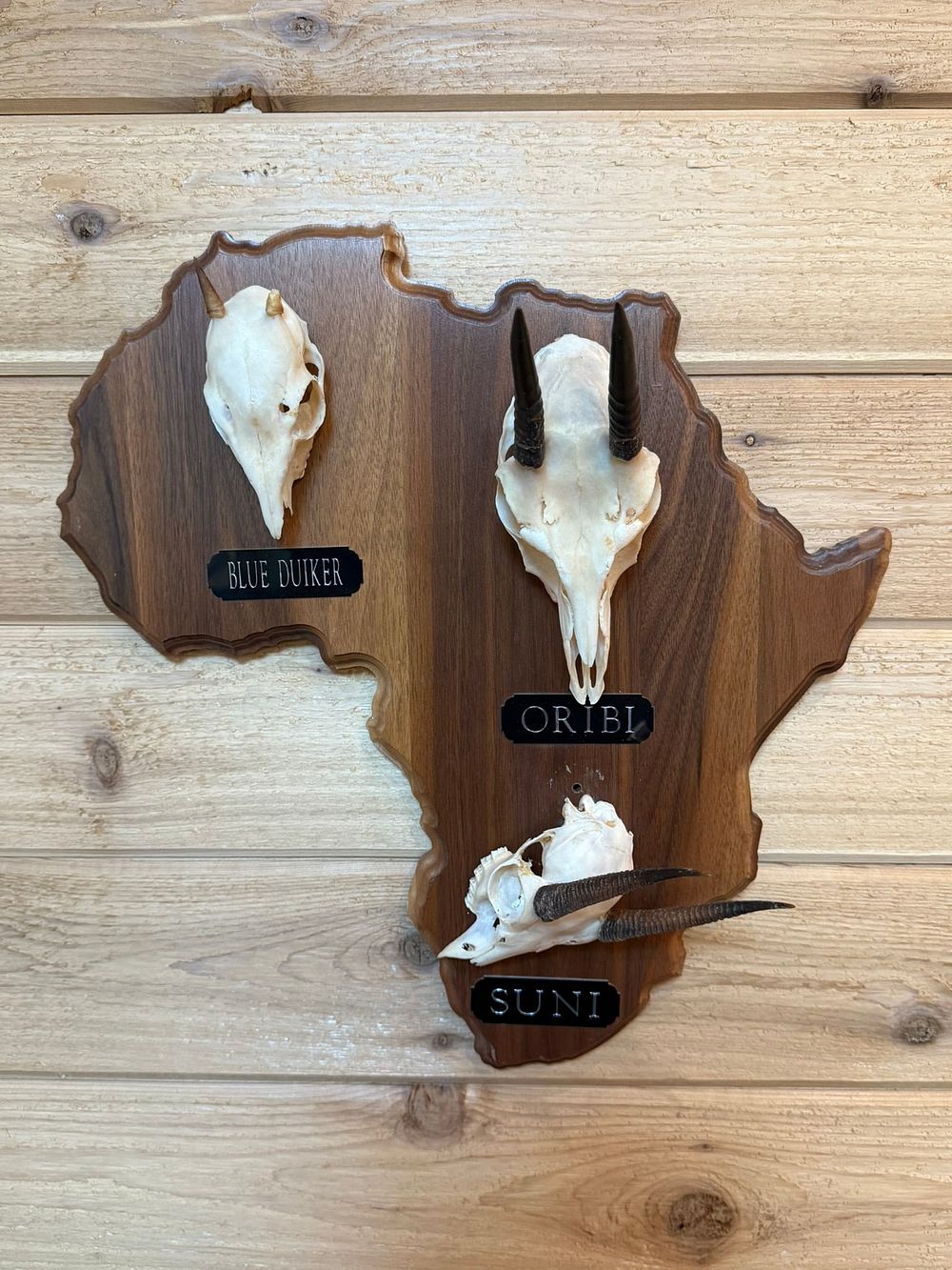 Lot 396: African Shaped Taxidermy Plaque Oribi Suni Blue Duiker