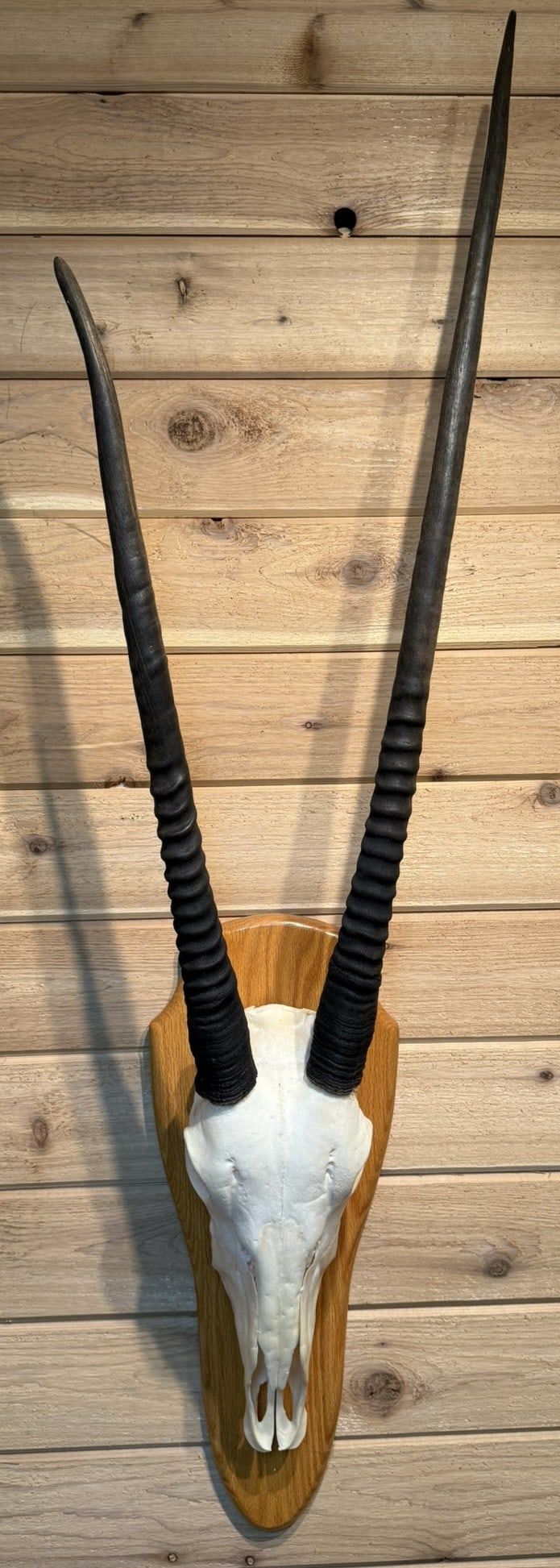 Lot 398: African Gemsbok European Taxidermy Skull Mount