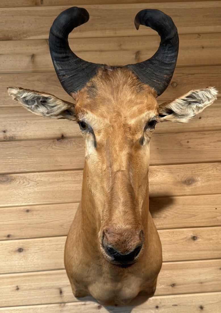 Lot 399: Lichtensteins Hartebeest Taxidermy Shoulder Mount