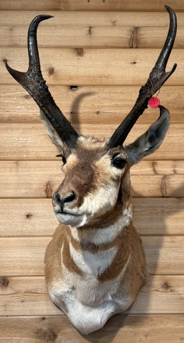 Lot 400: Pronghorn Antelope Taxidermy Shoulder Mount
