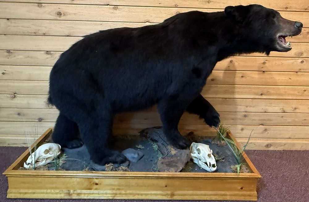 Lot 401: Full Size Mounted Black Bear Taxidermy Mount