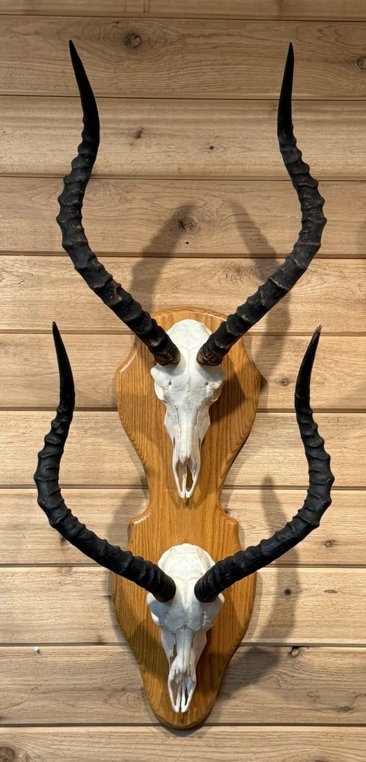 Lot 403: Pair European Skull Mounted Africa Impala Taxidermy