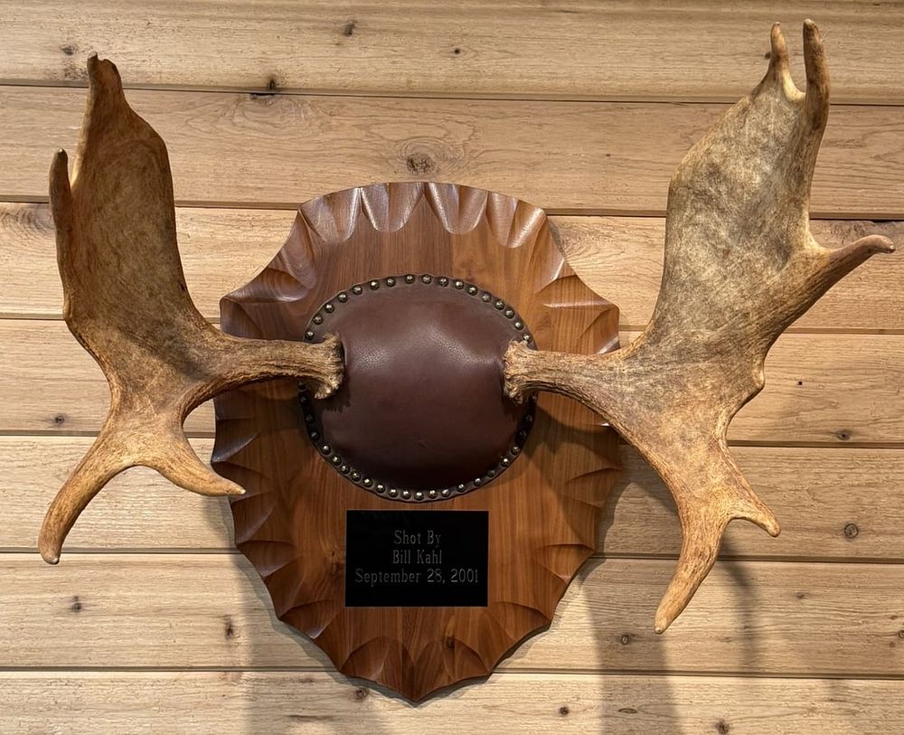Lot 404: Moose Mounted Taxidermy Skull Plaque Dated 2001
