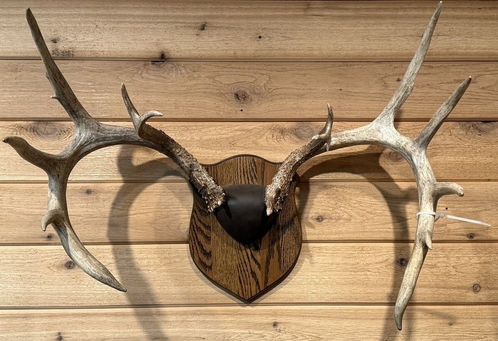 Lot 405: Huge 14 Point Whitetail Deer Taxidermy Wall Mount