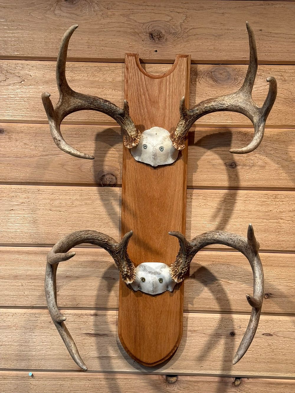 Lot 407: Pair 8 Point Mounted Whitetail Deer Taxidermy Rack