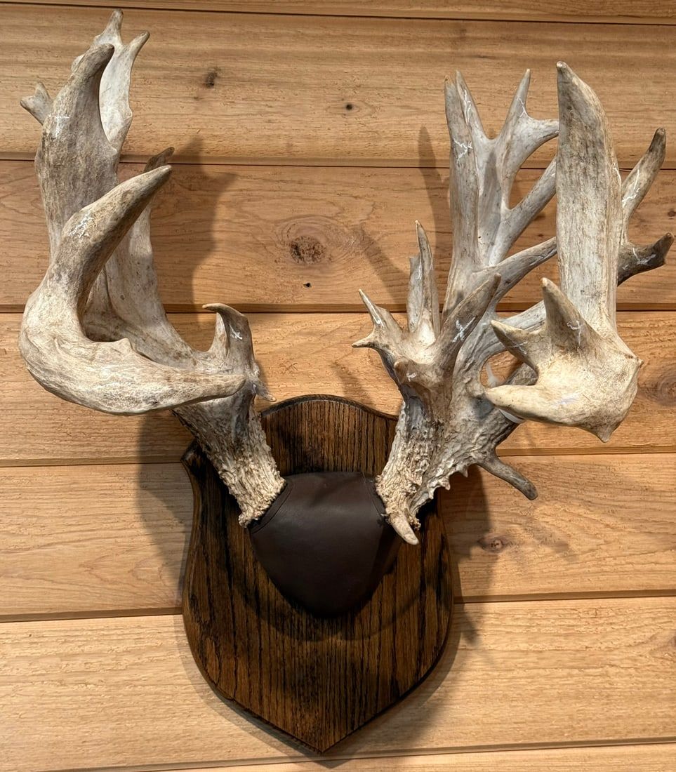 Lot 408: Insane Non Typical Whitetail Deer Taxidermy Rack