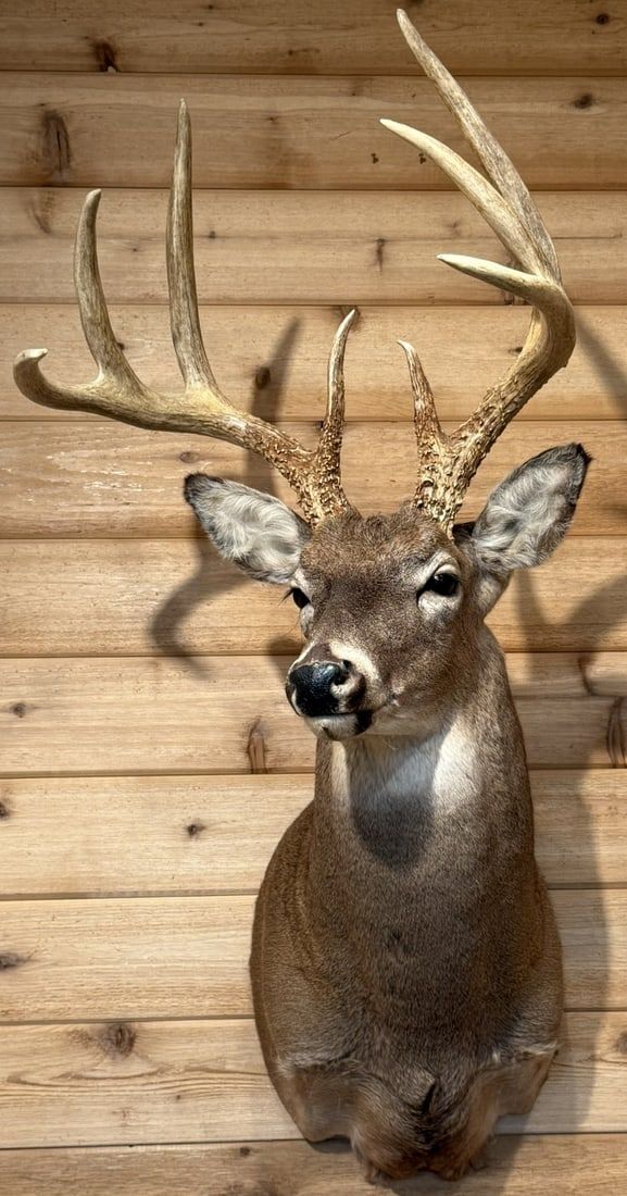 Lot 409: Massive 8 Point Buck Whitetail Deer Shoulder Mount