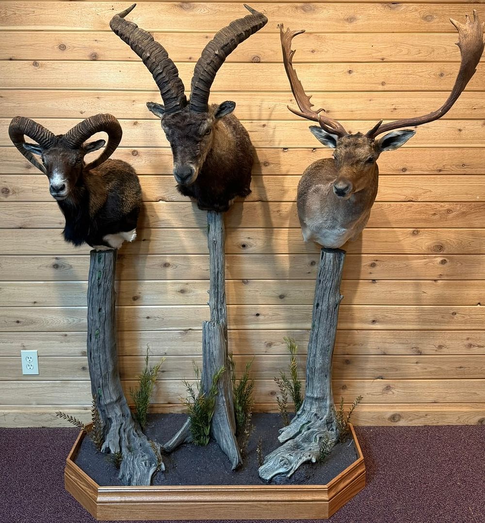 Lot 411: Wild Mountain Goat Ram Fallow Deer Taxidermy Mount
