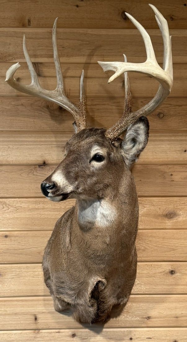 Lot 412: 9 Point Mounted Whitetail Deer Taxidermy Mount