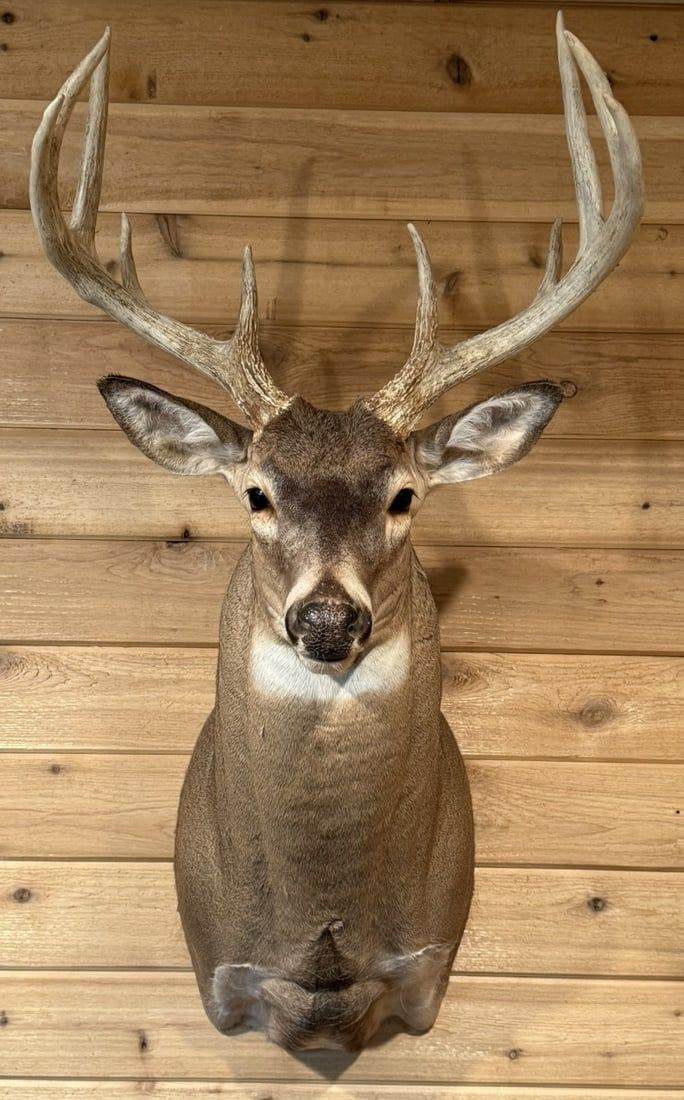 Lot 413: 10 Point Mounted Whitetail Deer Taxidermy Mount