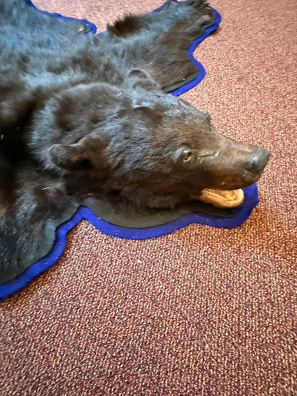 Lot 414: Genuine Black Bear Taxidermy Skin Rug w/ Head