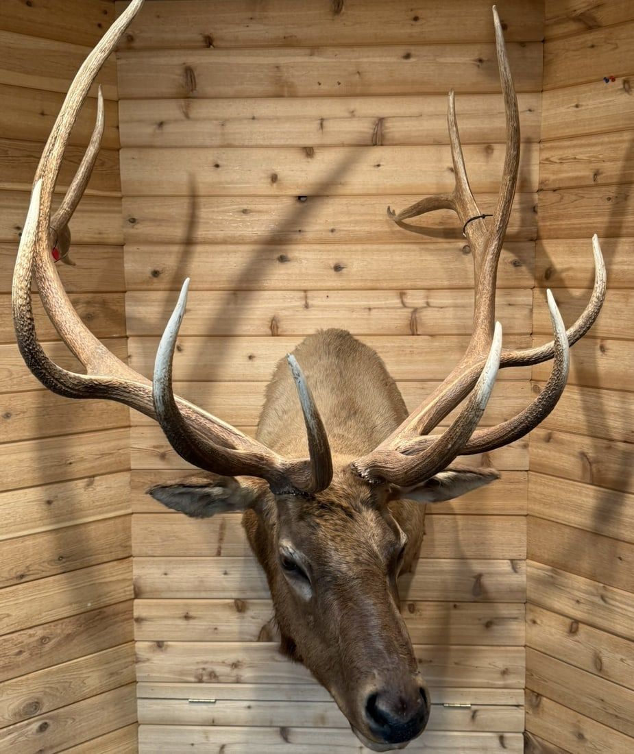 Lot 417: Huge American Elk Taxidermy 6x6 Shoulder Mount