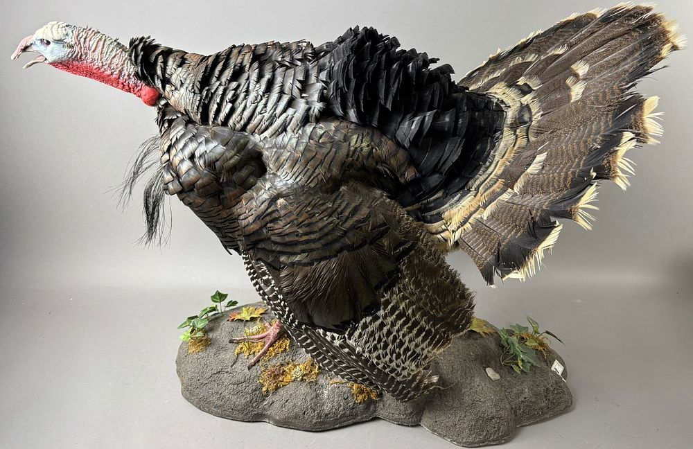 Lot 418: Turkey Full Size Taxidermy Mount