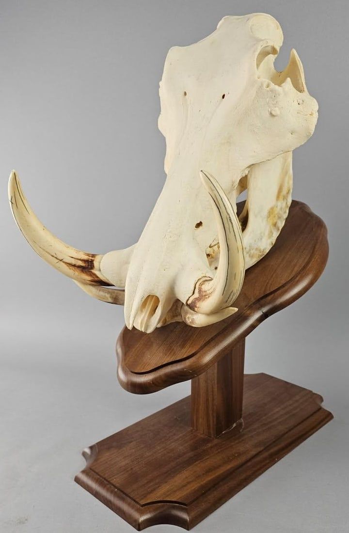 Lot 420: African Warthog Genuine European Taxidermy Mount