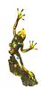 Nano Lopez Bronze tree sculpture Frog -Sticky Wall Climber-, 2006. Nano Lopez (Colombian Image - 2