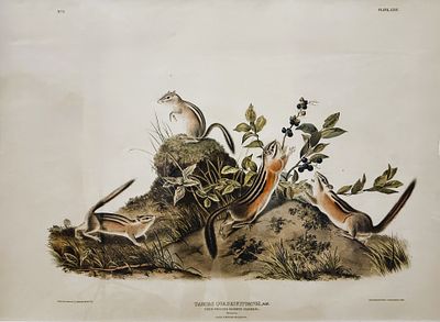 Original John James Audubon lithograph "Quadrupeds of North America" Imperial Folio, Chipmunks. 