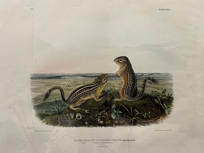 Original John James Audubon lithograph "Quadrupeds of North America" Imperial Folio, Chipmunks. 