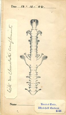 CHURCHILL WINSTON S.: (1874-1965) British Prime Minister 1940-45, 1951-55. Nobel Prize winner 