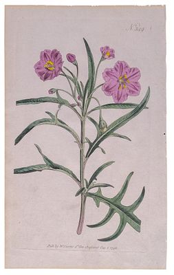 ESCUELA INGLESA, S. XVIII - Purple Jacob's Ladder - Valeriana griega. Ilustraci&oacute;n de la revista 