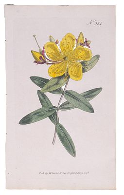 ESCUELA INGLESA, S. XVIII - Hypericum calycinum - Hierba de San Juan. Ilustraci&oacute;n de la revista 