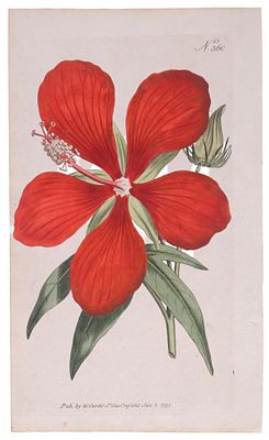 ESCUELA INGLESA, S. XVIII - Hibiscus coccineus - Estrella de Texas. Ilustraci&oacute;n de la revista 