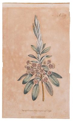 ESCUELA INGLESA, S. XVIII - Kalmia angustifolia - laurel de oveja. Ilustraci&oacute;n de la revista 