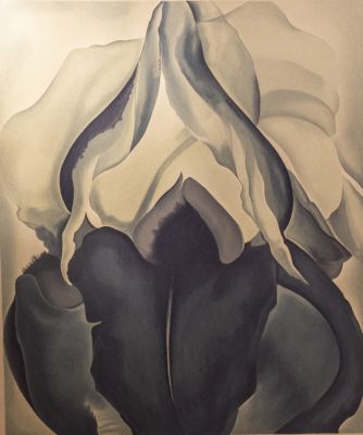 Georgia O'Keeffe (1887-1986). ג'ורג'יה או'קיף (1887-1986), אירוס שחור, ליטוגרפיה. מידות הגיליון: 