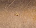 French gold Snuff Box. French 18K gold Snuff box, Paris, 1819–1838. with chiseled and guilloché Image - 5