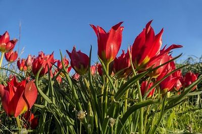 ארי בלטינשטר, נ. 1953, צילום מודפס על בד, 40 על 60 ס"מ, מתוח על מסגרת עץ. למד צילום באוניברסיטת 