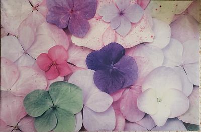 Large floral print on canvas, 78 by 118 cm