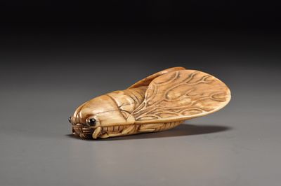 Netsuke/ Нэцкэ Цикада. Япония, период Эдо, середина XIX века 
Слоновая кость; резьба, тонировка 