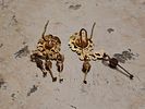 Two gold earrings, openwork floral design; both 1.9 cm; 3.5 grams. Roman; Professor Rachel Image - 1