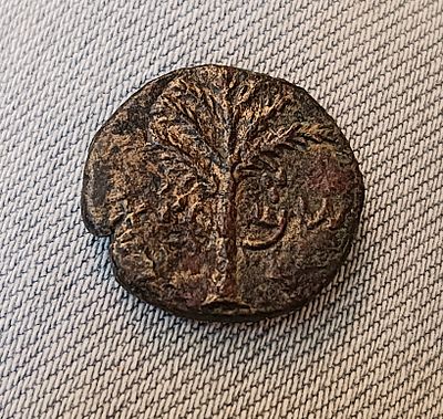 Medium bronze coin (Dupondius), the second year of Bar Kochba Revolt. Obv.: Palm tree with 