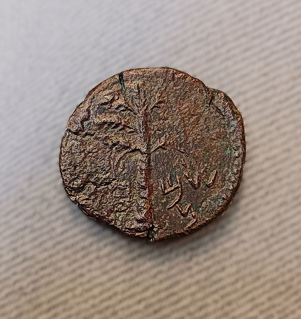 Medium bronze coin (Dupondius), Bar Kochba Revolt. Obv.: Palm tree with seven branches and two 