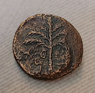 Medium bronze coin (Dupondius), Bar Kochba Revolt. Obv.: Palm tree with seven branches and two 