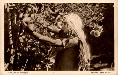 קטיף תפוזי יפו.מהדורה: אליהו.