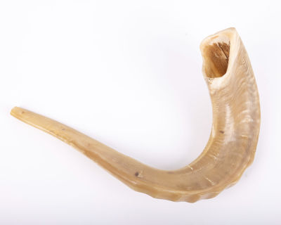 Lot 4 – A LARGE KOSHER SHOFAR. Israel, 20th century. Standard coloration. 11″ long. | J Greenstein