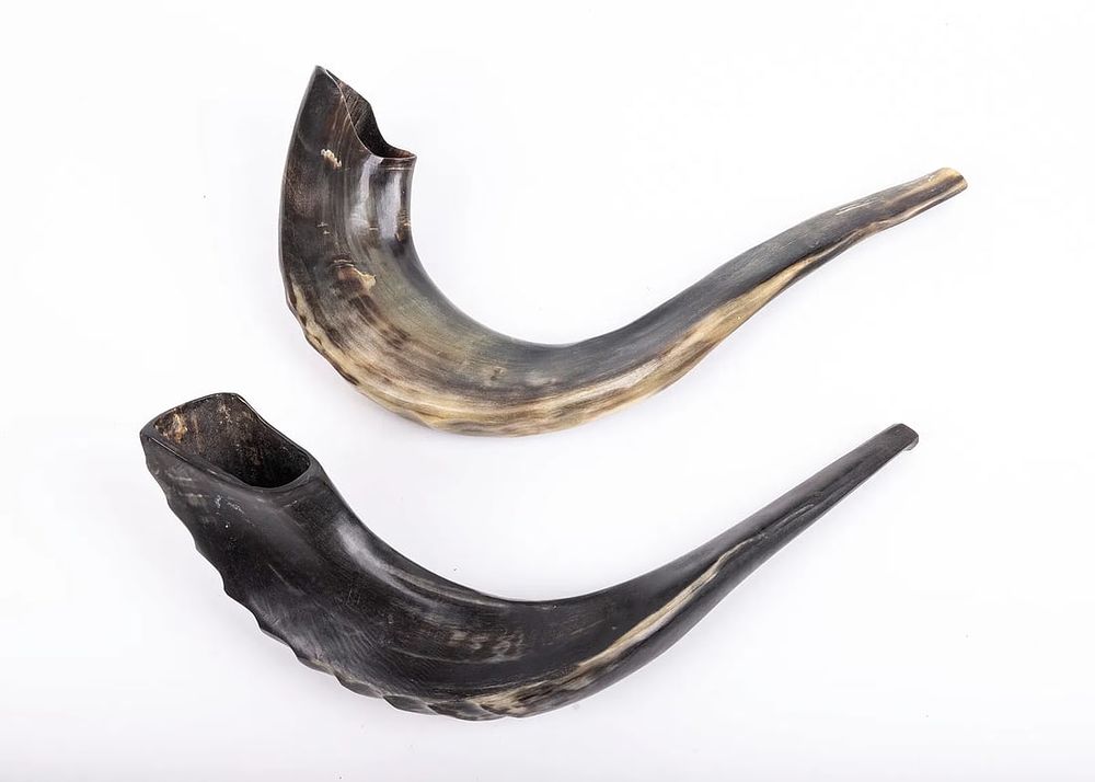 A COLLECTION OF TWO SHOFARS. Israel, 20th century. Each one hand carved in traditional form. 