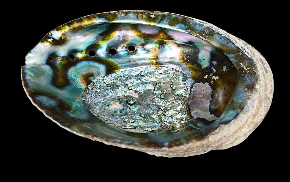 קונכייה טבעית של אבלון (אורמוי) עם ברק צבעוני מרהיב, יכולה לשמש כפריט דקורטיבי או כקערית קטנה. 