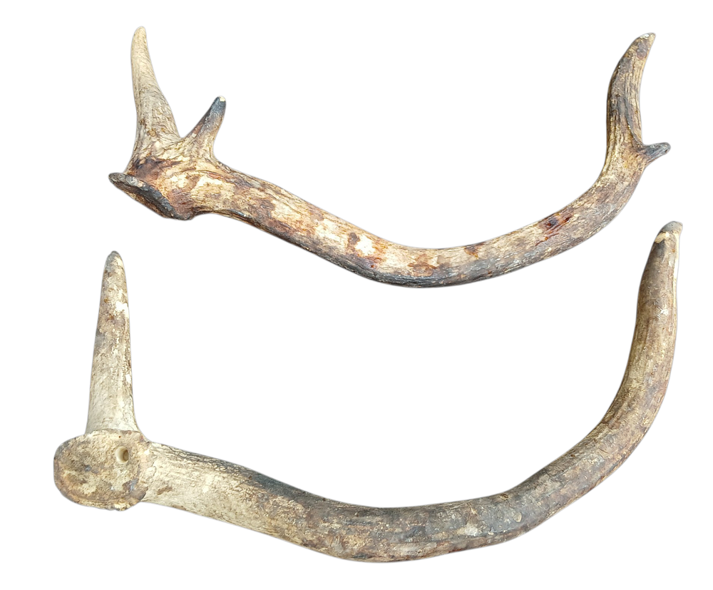 זוג קרניים של אייל אורך 30 סמ