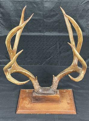Unique 9-Point Deer Antler Rack Trophy Display | This untypical example has 5 points on the