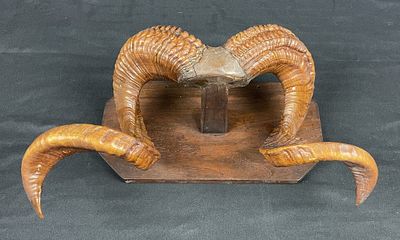 Ram Horns Trophy Wall Display. Ram Horns' Trophy Display | Professionally constructed wall